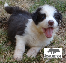 Filhote de Border Collie