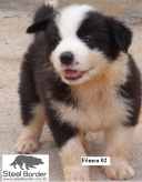 Filhote Preto e Branco da Raça Border Collie