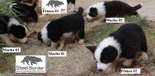 Filhotes de Border Collie - Filhos de Campeões