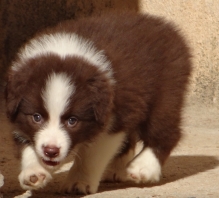 Linda Filhote de Border Collie - Vendida Criador Belo Horizonte