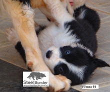Gaya - Linda Filhote da Raça Border Collie - Vendida Tatuí, SP