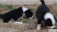 Fêmea e Macho - Filhotes de Border Collie