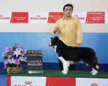 Border Collie Campeã Brasileira