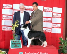 Bel - Melhor da Raça Border Collie