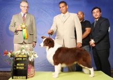 Toby - Melhor da Raça - Border Collie Chocolate e Branco