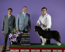 Border Collie Importada da Colômbia