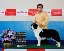 Border Collie Importada da Austrália