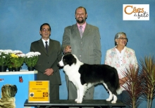 Zeus - Border Collie Macho Azul