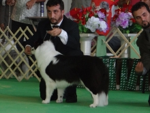 Border Collie Preto e Branco Campeã em Exposição