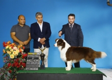 Border Collie Segundo Melhor do Grupo