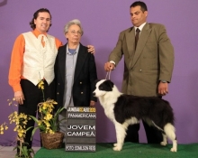 Border Collie Preto e Branco