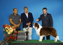 Border Collie Campeão Brasileiro