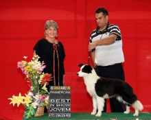 Bel - Border Collie Melhor da Exposição Classe Jovem