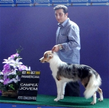 Bee - Border Collie Blue Merle