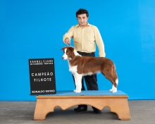 Border Collie Campeão Filhote