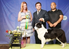 Melhor Border Collie do Brasil - Ranking Parcial 2015 CBKC Março