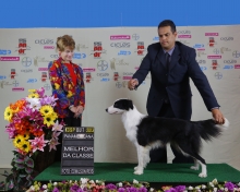 Bel - Melhor Border Collie da Classe