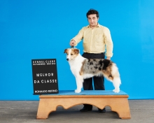 Bee - Border Collie Blue Merle