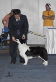 Border Collie Melhor Fêmea do Brasil Ranking Parcial 2015 CBKC (Março)