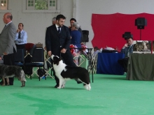Border Collie Preto e Branco Exposição