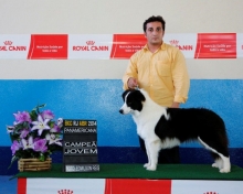 Border Collie Campeã Brasileira