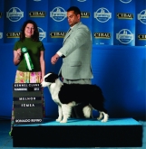 Border Collie Preto e Branco