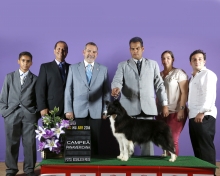 Border Collie Campeã Panamericana