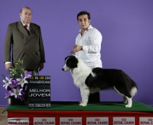 Border Collie Fêmea - Campeão Jovem, Campeã Brasileira, Grande Campeã Brasileira,Campeã Panamericano