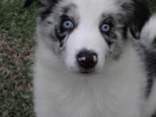Luna - Border Collie Blue Merle ( Fêmea )