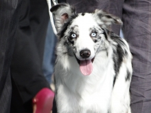 Luna - Border Collie Blue Merle ( Fêmea )