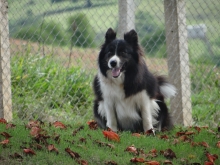 Brendha - Border Collie Tricolor Fêmea - Campeã Brasileira e Campeã Panamericana