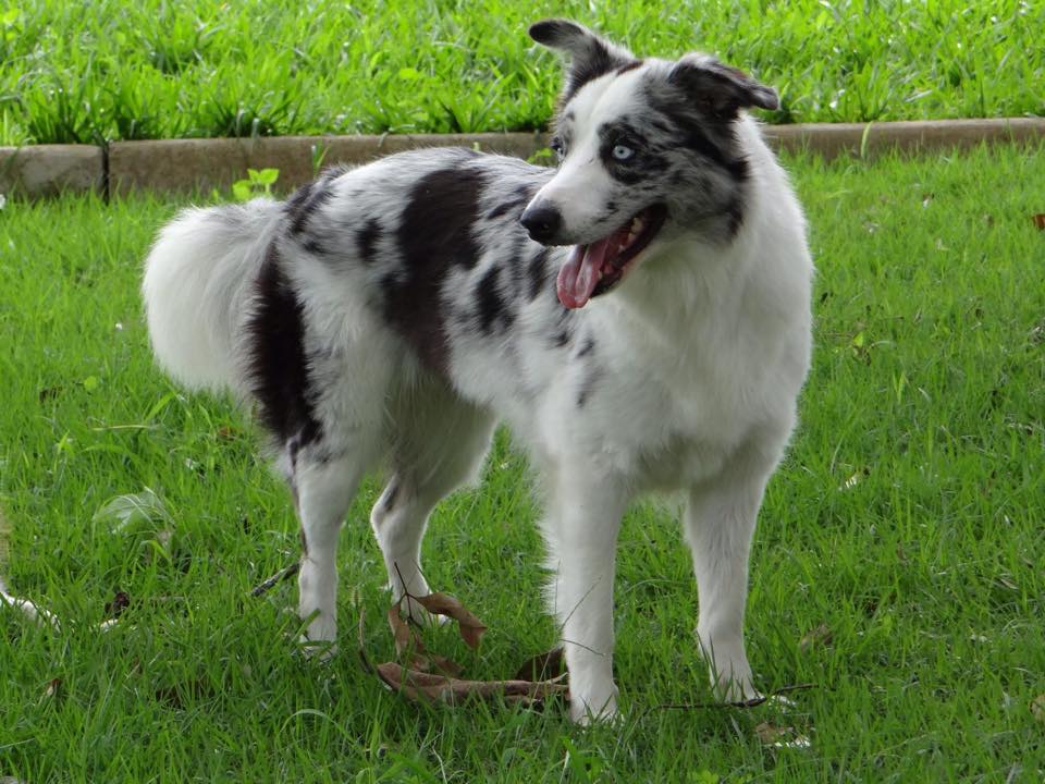 Fast and Furious Luna VDC Border