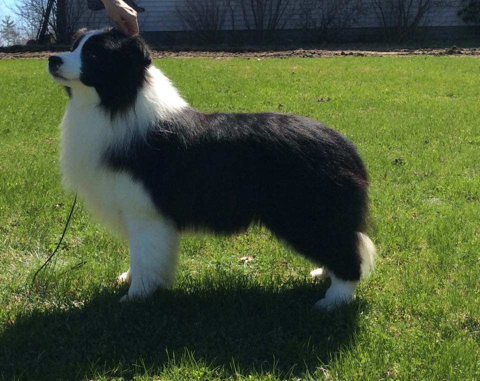 Jayden Show Piece (Trace)