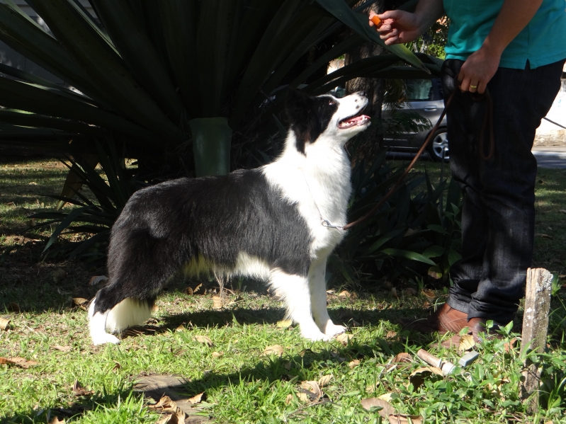 Bel - Litlle Miss Sunshine Border Sammy