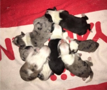 Filhote Disponível Border Collie Blue Merle