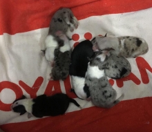 Filhote Disponível Border Collie Preto e Branco