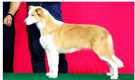 GOLDEN GIRL ZOE VDC BORDER