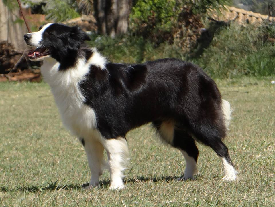 Masterborders The Love in a Heart