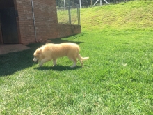 Macho Australian Red / Vermelho Australiano