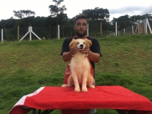 Fêmea Australian Red / Vermelho Australiano