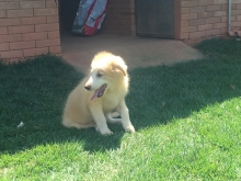 Macho Australian Red / Vermelho Australiano