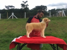 Fêmea Australian Red / Vermelho Australiano