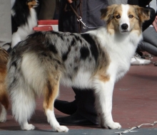 Bee - Melhor Filhote do Estado de SP, Ranking Oficial CBKC 2013, Ch Fil e Ch JV